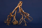 Redwood Etosha Tree, Aquarium Wurzel, Nano, Exklusiv, ET109