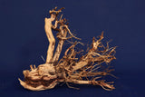 Redwood Etosha Tree, Aquarium Wurzel, Nano, Exklusiv, ET117