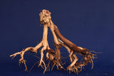 etosha-tree-aquarium-wurzel-redwood-et53