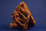 Mangrovenholz, Mangrovenwurzel, Größe "L", Premium, MG609