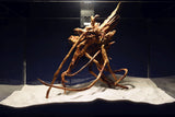 Slim Wood / Scaperwood / Aquarium Wurzel 300