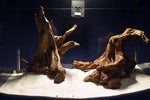 Aquascaping Layout- Aquarium Landschaft, Slim Wood / Scaperwood #302