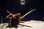 Slim Wood / Scaperwood / Aquarium Wurzel 308