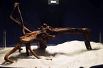 slim-wood-aquarium-wurzel-kaufen-310