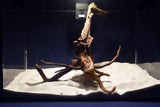Slim Wood / Scaperwood / Aquarium Wurzel 310