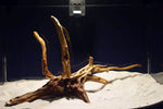 Slim Wood / Scaperwood / Aquarium Wurzel 312