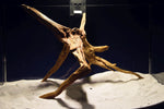 Slim Wood / Scaperwood / Aquarium Wurzel 312