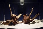 Aquascaping Layout- Aquarium Landschaft, Slim Wood / Scaperwood #313