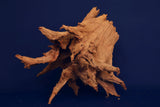 Taigaholz / Scaperwood exquisite / Aquarium Wurzel 128