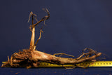 Real bog wood, aquarium roots, different variants, good and cheap # 2