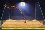 African wood / savanna wood / different variants, nano # 1