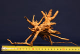 Redwood Hartholz, Aquarium Wurzeln in verschiedenen Varianten, Nano #14