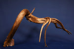 Moorkienwurzel, echtes Moorkienholz, Größe "L", Klassisch  M405