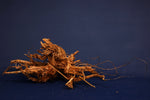 Moorkienwurzel, echtes Moorkienholz, Größe "XL", Exklusiv - M469