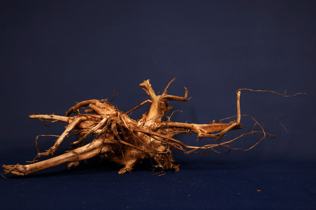 Moorkienwurzel, echtes Moorkienholz, Größe