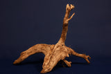 Moorkienwurzel, echtes Moorkienholz, Größe "L", Klassisch  M479